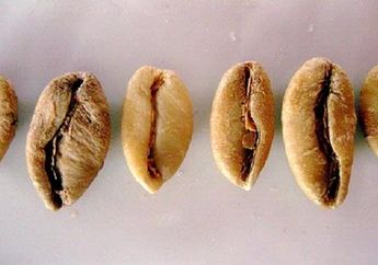 Kopi dengan Cita Rasa Sayuran?