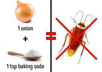 3 DIY Sederhana Untuk Menghilangkan Serangga di Rumah, Bisa Dicoba!