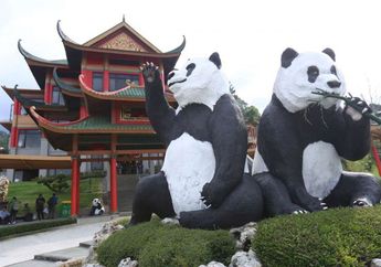 Inilah Harga Tiket Untuk Melihat Panda di Taman Safari, Cisarua, Baiknya Beli Tiket Terusan