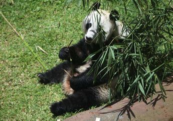 Inilah Syarat Jika Kamu Ingin Melihat Panda di Taman Safari, Salah Satunya Aturan Selfie