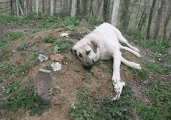 Berita Zozo Terbaru Hari Ini Kisah Seekor Anjing Yang Selalu