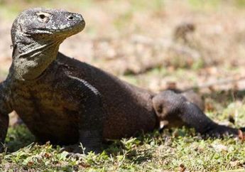 Ternyata Darah Komodo Sangat Ajaib dan Bisa Selamatkan Ribuan Manusia