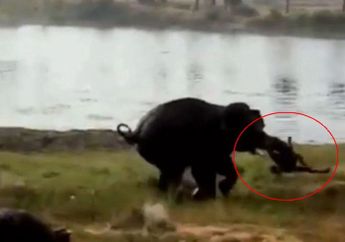 Tak Terima Diperlakukan Seenaknya, Gajah Pintar ini Tendang dan Injak Pria yang Mengusirnya hingga Meninggal Dunia, Keluarga Shock!