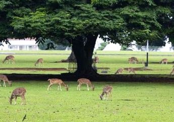 Serunya Liburan di Kebun Raya Bogor Sambil Sepedaan, Cocok Buat Akhir Pekan Kamu