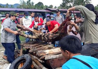 Heboh Harimau Sumatera Dibunuh dan Digantung, Petugas Sempat Dapat Intimidasi dari Warga