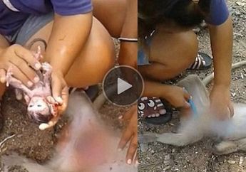 Momen Haru Dua Orang Bantu Kelahiran Seekor Bayi Monyet yang Nyaris Mati
