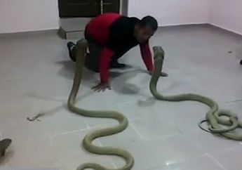 Nahas, Pawang Ular Tewas Dipatuk Kobra