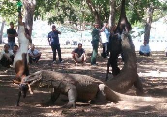 Tragis! Pelancong Asing Digigit Komodo di Pulau Komodo, Ini Kronologinya
