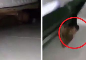 Temukan Sesuatu di Bawah Ranjang, Ibu Mertua Tak Bisa Tahan Emosi hingga Langsung Usir Menantunya: Anakku Tak Pantas Mendapatkannya!
