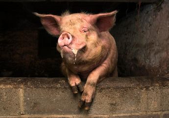 Pulang Mabuk, Petani Ini Diamuk Babi dan Dikoyak Kemaluannya, Nasibnya Mengenaskan Begini