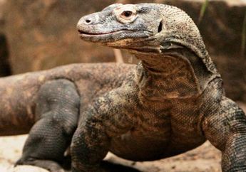 Ladies 2 Pembalap MotoGP Ini Pernah Ke Taman Nasional Komodo, Selamat Ultah Ke-37 Taman Nasional Komodo