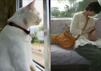 Wuih, Gerbong Kereta Tiba-tiba Dipenuhi Puluhan Kucing! Ternyata Ini Sebabnya