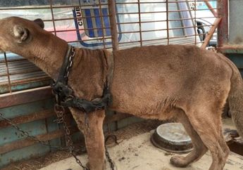 Singa Gurun ini Dipaksa Main Sirkus Selama 20 tahun, Lihat Reaksinya saat Dilepaskan ke Alam Bebas