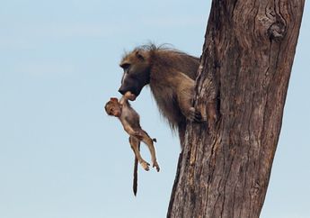 Bayi Babun Jatuh di Dekat Singa, Tapi Apa yang Ditangkap Kamera Mengejutkan Semua Orang