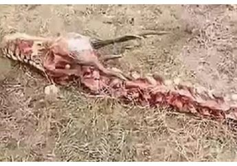 Heboh! Warga Temukan Kerangka yang Diduga Bangkai Naga! Panjang Banget, Lihat Fotonya