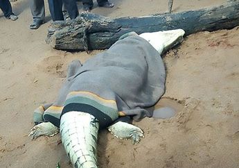 Bikin Geger! Saat Belah Perut Buaya, Warga Justru Dikejutkan dengan Sosok Ini, Begini Faktanya