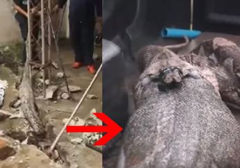 Ular Raksasa Dipergoki Bersembunyi di Balik Tanah Semen, Saat Ditangkap Hewan Ini Muntahkan Sesuatu yang Bikin Shock Hingga Lakukan Hal Ini