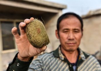 Batu Empedu Babi Bikin Orang Desa Jadi Miliarder Baru