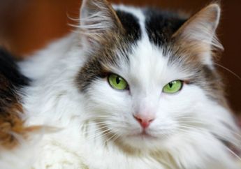 Wah, Ternyata Kucing Punya Golongan Darah! Sama Kayak Manusia Nggak Ya?