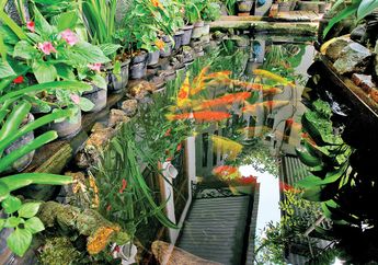 Lima Langkah Mudah Memperbaiki Kolam Ikan Bocor