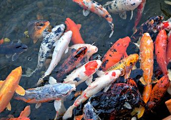 Catat, 4 Hal yang Harus Diperhatikan Saat Ingin Membuat Kolam Ikan Koi