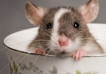 Begini Cara Agar Tikus Terkena Jebakan di Rumah