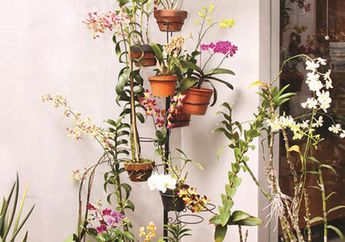 Si Anggun Dendrobium Pemercantik Taman