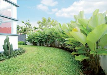 Mengenali Tanaman Heliconia untuk Hiasan Taman