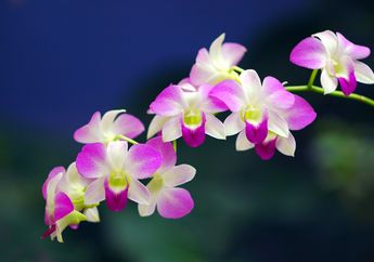 Cara Merawat Anggrek Dendrobium Agar Berbunga Indah