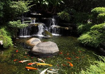 4 Hal Penting Membangun Kolam Ikan Koi