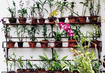 Tips Merawat Anggrek Dendrobium