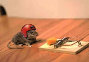 4 Hal Penting Untuk Mencegah Dan Mengusir Tikus Di Rumah