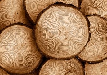 Baterai Dari Kayu