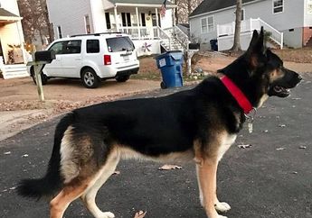Jejak-jejak Mendebarkan Perkelahian Anjing Gembala Melawan Maling