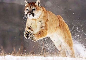 Security Update Untuk OS X Lion dan Mountain Lion Telah Tersedia