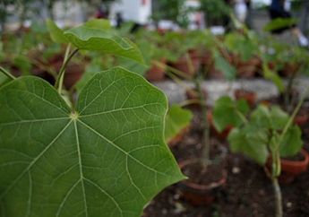 Enggak Bakal Nyangka! Cuma Oleskan Getah Daun Jarak ke Mulut 2 Kali Sehari, Perubahan Menakjubkan Ini Akan Terjadi