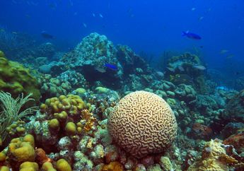 Terumbu Karang Bertahan Terhadap Pengasaman Laut