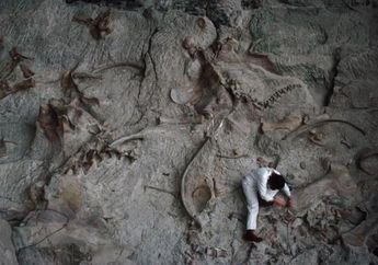 Fosil Misterius Ditemukan