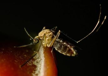 Waspadai Gejala Chikungunya yang Bisa Melumpuhkan, Ini Cara Mengobatinya
