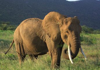 Ribuan Gading Gajah Dibakar di Gabon, Afrika