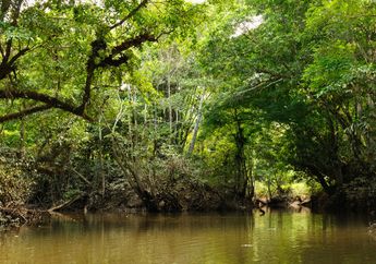 Hutan Tropis Kalimantan Memiliki Keragaman Hayati Yang Besar. Setujukah Kamu? Inilah Jawaban Soal Belajar dari Rumah TVRI Jumat 8 Mei 2020