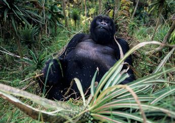 Melindungi Gorila dari COVID-19, Taman Nasional di Afrika Ditutup