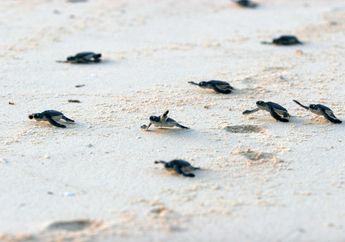 Melestarikan Penyu di Kepulauan Seribu, yang Tak Jauh Dari Jakarta