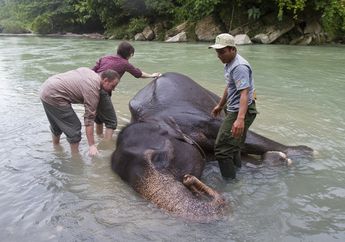 Dunia Akan Hadapi Kepunahan Masal Hewan di 2050, Ada Gajah Sumatra