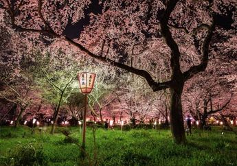 Perubahan Iklim dan Naiknya Suhu Kyoto Bikin Sakura Mekar Lebih Awal