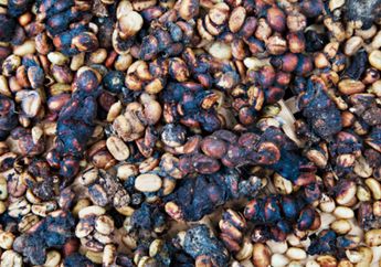 Para Produsen Kopi Langgar Hak Luwak?