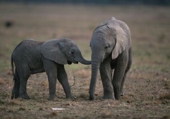10 Tahun, Gajah Afrika Berkurang 62 Persen