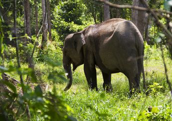 Mayoritas Masyarakat Tidak Tahu Tujuan Melindungi Gajah Sumatra