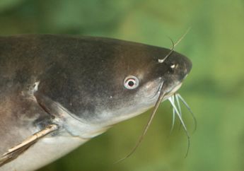 Ikan Telah 'Bicara' Selama 155 Juta Tahun, Mari Dengar Suara Mereka