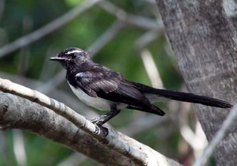 Burung Kipasan Kebun Punya Cerita dalam Mitologi Maluku Utara